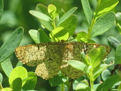 Orange Moth (Angerona prunaria)