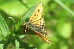 Northern Chequered Skipper (Carterocephalus silvicola)