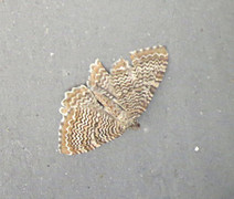 Scallop Shell (Rheumaptera undulata)