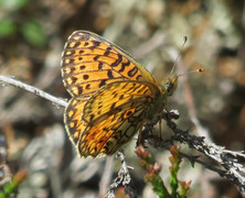 Small Pearl-bordered Fritillary (Boloria selene)