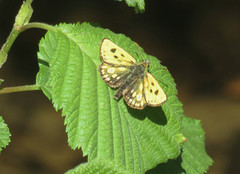 Svartflekksmyger (Carterocephalus silvicola)