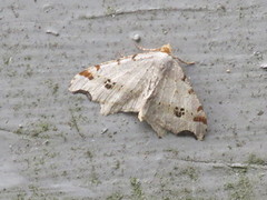 Sharp-angled Peacock (Macaria alternata)