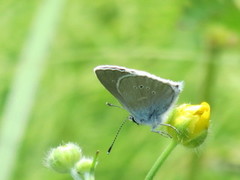 Mazarine Blue (Cyaniris semiargus)