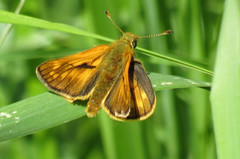 Large Skipper (Ochlodes sylvanus)