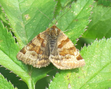 Brunt slåttefly (Euclidia glyphica)