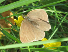 Ringlet (Aphantopus hyperantus)