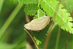 Gullringvinge (Aphantopus hyperantus)