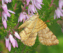 Rannoch Looper (Macaria brunneata)