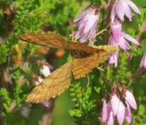Rannoch Looper (Macaria brunneata)