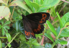 Arran Brown (Erebia ligea)