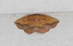 Seljebrannmåler (Epione repandaria)