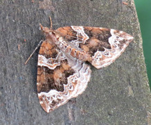 The Phoenix (Eulithis prunata)