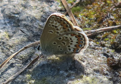 Silver-studded Blue (Plebejus argus)