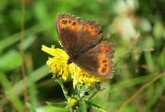 Fløyelsringvinge (Erebia ligea)