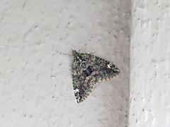 Red-green Carpet (Chloroclysta siterata)