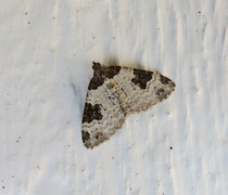 Vårbåndmåler (Xanthorhoe fluctuata)