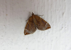 The Chevron (Eulithis testata)