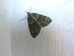 Autumn Green Carpet (Chloroclysta miata)