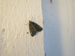 Red-green Carpet (Chloroclysta siterata)