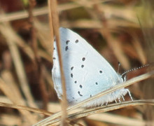 Vårblåvinge (Celastrina argiolus)