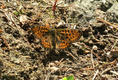 Rødflekket perlemorvinge (Boloria euphrosyne)