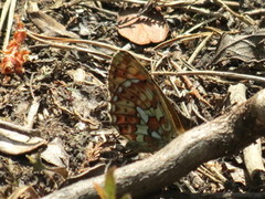 Pearl-bordered Fritillary (Boloria euphrosyne)