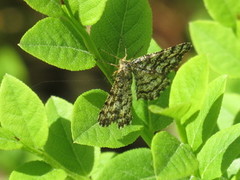 Common Heath (Ematurga atomaria)