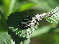 Argent & Sable (Rheumaptera hastata)