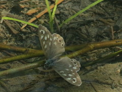 Speckled Wood (Pararge aegeria)