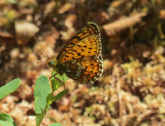 Pearl-bordered Fritillary (Boloria euphrosyne)
