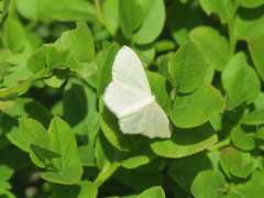 Common White Wave (Cabera pusaria)