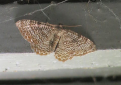 Scallop Shell (Rheumaptera undulata)