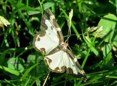 Randmåler (Lomaspilis marginata)