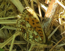 Small Pearl-bordered Fritillary (Boloria selene)