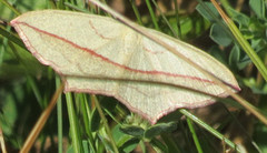 Grå syremåler (Timandra griseata)