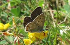 Myrblåvinge (Plebejus optilete)