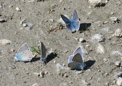 Sølvblåvinge (Polyommatus amandus)