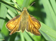 Large Skipper (Ochlodes sylvanus)