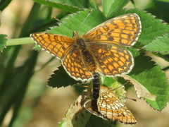 Heath Fritillary (Melitaea athalia)