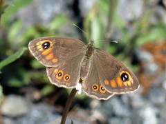 Klipperingvinge (Lasiommata maera)