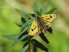 Svartflekksmyger (Carterocephalus silvicola)