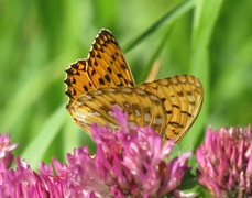 Lesser Marbled Fritillary (Brenthis ino)