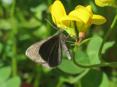 Sotmåler (Odezia atrata)