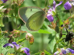 Moorland Clouded Yellow (Colias palaeno)