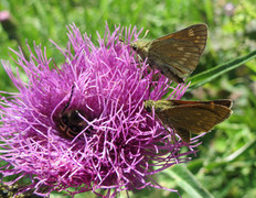 Large Skipper (Ochlodes sylvanus)
