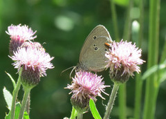 Ringlet (Aphantopus hyperantus)