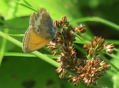 Pearly Heath (Coenonympha arcania)