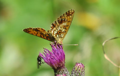 Small Pearl-bordered Fritillary (Boloria selene)
