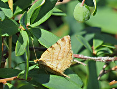 Brun buemåler (Macaria brunneata)