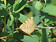 Rannoch Looper (Macaria brunneata)